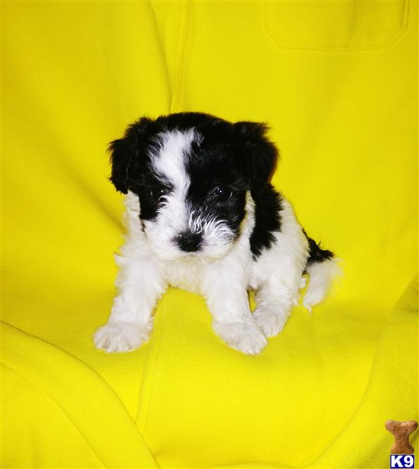 Puppies in CA